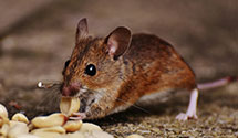 24 Hour & Emergency Exterminators in East Danville, OH